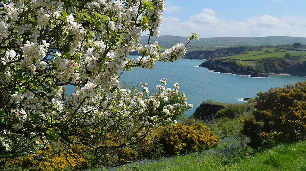 Dinas Head, Pembrokeshire 